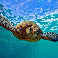 green-turtle