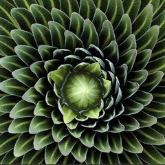 Nordic Lettuce
