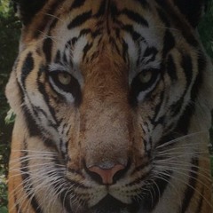 Tiger Beats