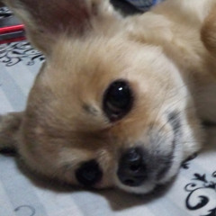 Tomehachi