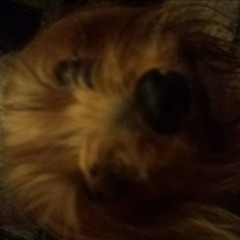 dirty Mike & the boys