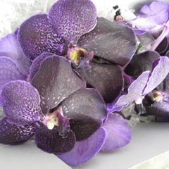 Vanda