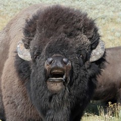 Bison