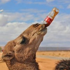 Hi Camel!