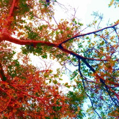 Random