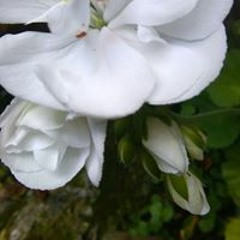 Claire Plant