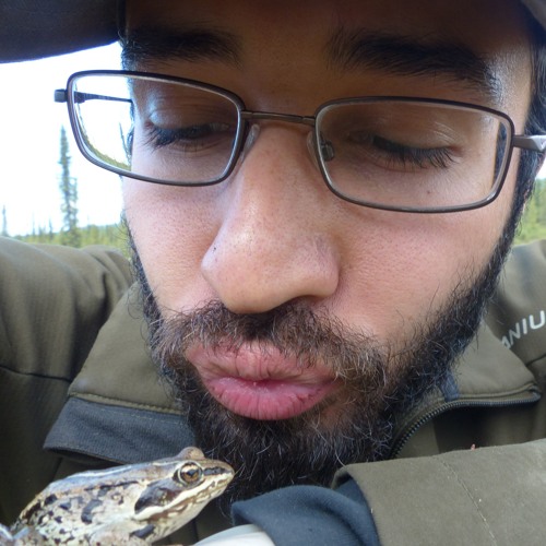 Plains Leopard Frog Calls