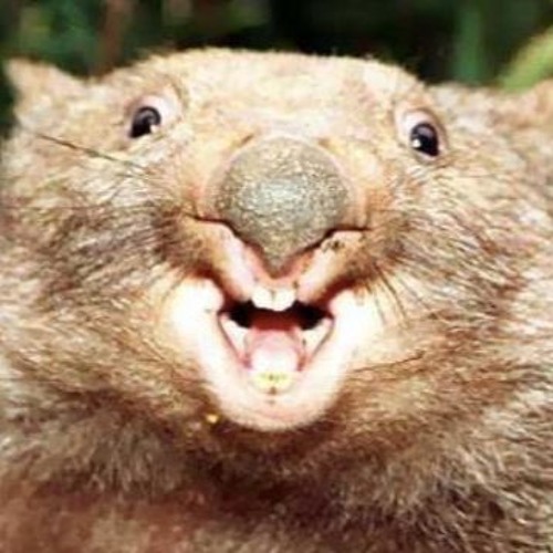 Down Syndrome Wombat S Stream On Soundcloud Hear The World S Sounds
