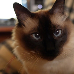 Mo
