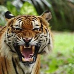 Nouman Naveed Anthony