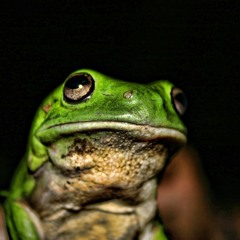 greenbigfrog