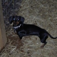 Peggy