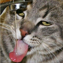 catlicks