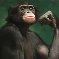MRbonobo