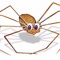 Daddy Long Legs