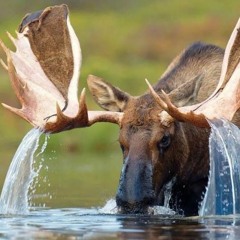Greenmoose