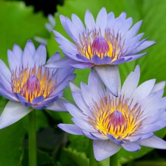 Si se calla el cantor - Adriana Millán (Cover Mercedes  Sosa & Horacio Guarany)