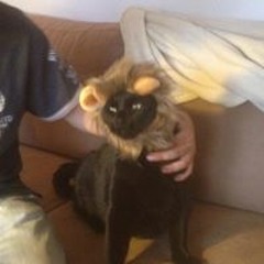 Carlo Panther Kongen
