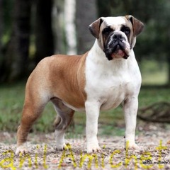 BulldoGGAh