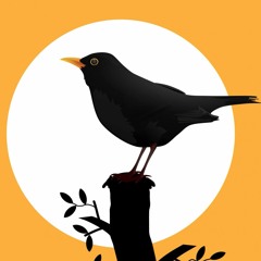 tiny_blackbird