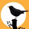 tiny_blackbird
