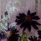 east coast organics music