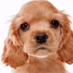 like.spaniel