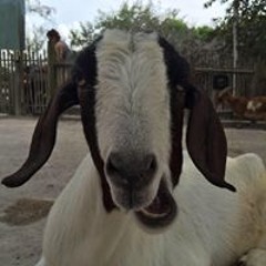 Kirsten Gildersleeve