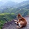 wolflove542