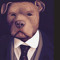 Pitbull2