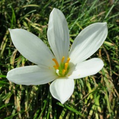 AZUMA KOYOMI (2012~2013)