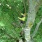 TreeMan