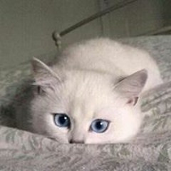 tima