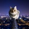 user492018921