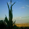 Euphrates