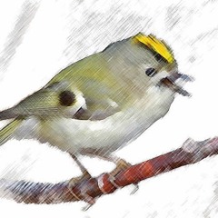 Goldcrest