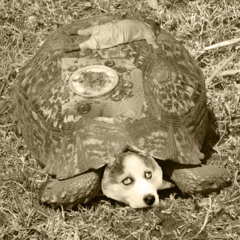Husky The Turtle