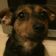 ma doge iced frappusheenuuuuu