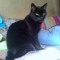 catsmyeye