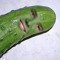 JUSTIN BIEBER GETS RAPED BY PICKLE