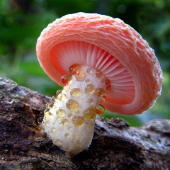Fungusboy