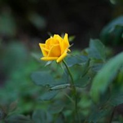 Антоанета Лазарова