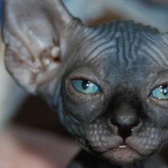 Emi Meyer / CURIOUS CREATURE　12インチレコード EMI MEYER『CURIOUS CREATURE 』RSD2018 LP - メルカリ