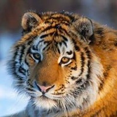 ابو احمد الطيار