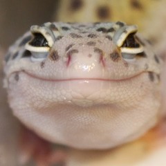 RetardedLizard