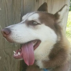 mr. doggo