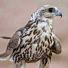 walfsam sam سام‎