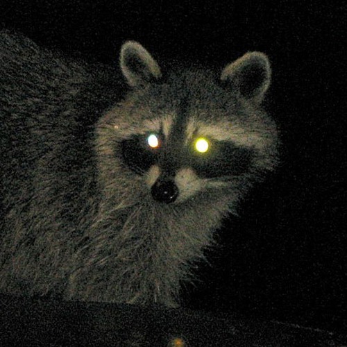 Stream Tapetum Lucidum music Listen to songs, albums, playlists for