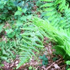 Luke Phillips-Griffiths