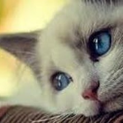 amera - أنـــت بــس حــقـــي أنــا.؟.m4a.mp3